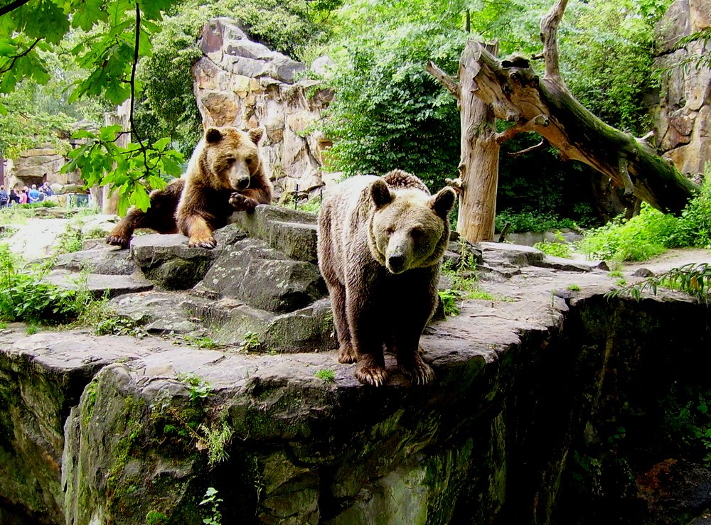 דובים בגן החיות של ברלין